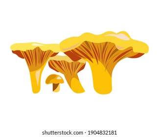 Chanterelle mushrooms on a white background