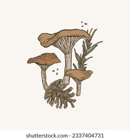 Chanterelle mushrooms, a pine cone, a twig of a coniferous plant. Vintage pastel colors. Vector illustration in hand-drawn style. Graphics, engraving, linear drawing. Set of elements for menu design