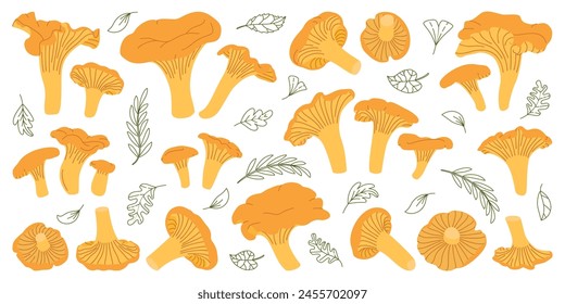 Chanterelle mushrooms set. Edible chanterelle mushrooms. Yellow mushroom. Hand drawn trendy flat style. Doodle autumn forest harvest. Vector illustration