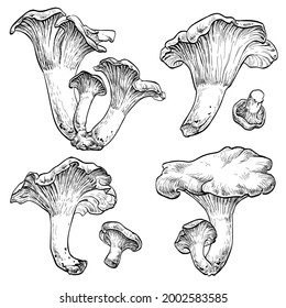 Chanterelle mushrooms set. Vector illustration of mushrooms on white background. Hand drawn style