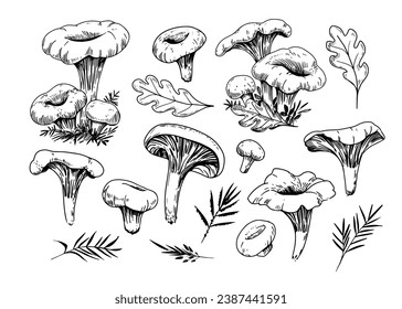 Chanterelle mushrooms, set of vector illustrations, sketch style