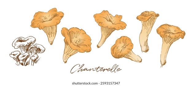 Chanterelle mushrooms sketch drawing, hand drawn vector illustration