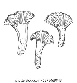 Chanterelle mushrooms sketch vector illustration isolated on white background