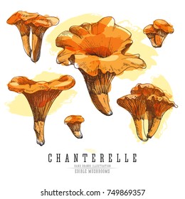 Chanterelle mushrooms vector color sketch illustration set. Edible mushroom, all elements isolated on white background.