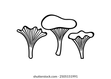 Chanterelle mushrooms, vector drawing illustration.