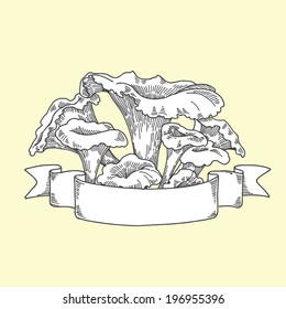 chanterelle mushrooms, vector hand drawing