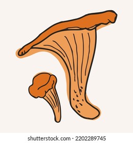 Chanterelle mushrooms, vector illustration. Hand drawn art of edible mushrooms.