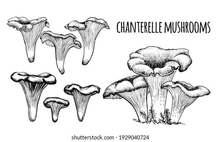 Chanterelle mushrooms Vector illustration hand-drawn, family of edible mushrooms, graphic drawing with lines, Healthy organic food, vegetarian food, fresh mushrooms isolated on a white background