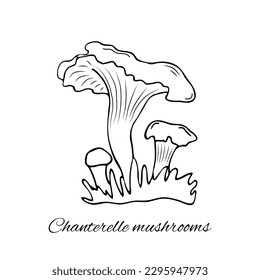 Chanterelle mushrooms Vector illustration. Hand-drawn edible mushrooms, graphic drawing with lines, Healthy organic food, vegetarian food, fresh mushrooms isolated on a white background