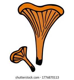 Chanterelle mushrooms. Vector image. illustrator