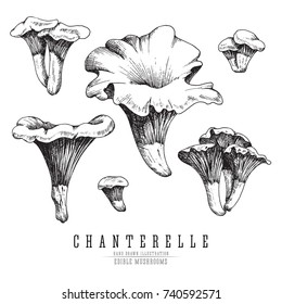 Chanterelle mushrooms vector sketch collection. Edible mushroom isolated, single and groups, engraving on white background.