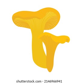 Chanterelle mushrooms vector stock illustration. Isolated on a white background. Yellow oyster mushrooms.