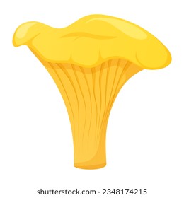 Chanterelle on white background, forest mushroom vector illustration