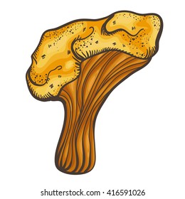 Chanterelle vector illustration on white background. Red good fog eat mushroom.
