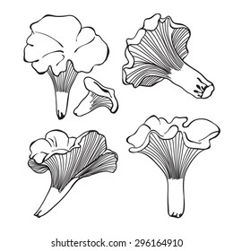 Chanterelle. Vector set of hand drawn mushrooms.