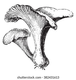 Chanterelle, vintage engraved illustration. Dictionary of words and things - Larive and Fleury - 1895.