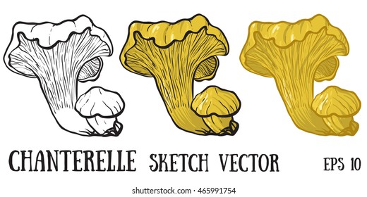 Chanterelle.Chanterelle mushroom sketch. 