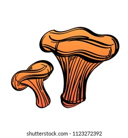 Chanterelles, edible forest mushrooms. Vector illustration isolated on white background.