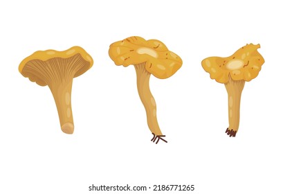 Chanterelles. Forest mushrooms isolated on white background. Healthy, vegetarian food. Pickled mushrooms logo, restaurant menu, cafe. Vitamins, trace elements, protein