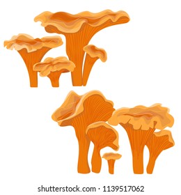 Chanterelles. Forest mushrooms. Realistic vector illustration, isolated on white background.