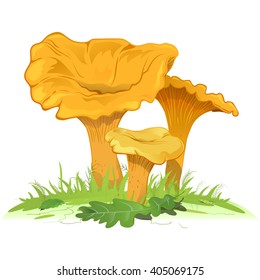 Chanterelles in green grass. Vector illustration 