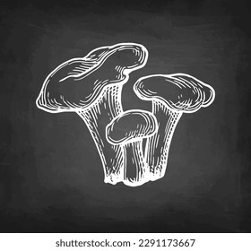 Chanterelles mushroom. Hand drawn chalk sketches on blackboard background.