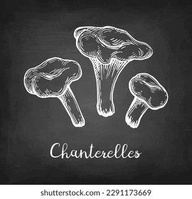 Chanterelles mushroom. Hand drawn chalk sketches on blackboard background.