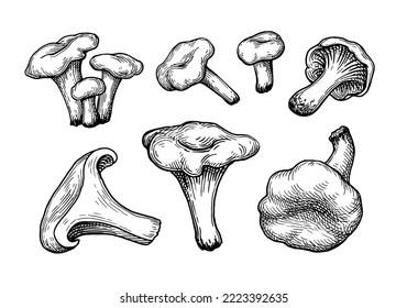 Chanterelles mushroom. Hand drawn ink sketch. Vintage style.
