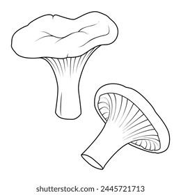 Chanterelles Mushrooms. Hand drawn Line art. Black and white isolated on white background. Coloring page for kids and adults. Vector illustration.