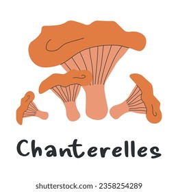 Chanterelles mushrooms isolated on white. Autumn, mushroom season. Edible forest mushrooms.   Flat vector illustration.