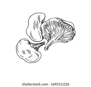 Chanterelles mushrooms in line art style.