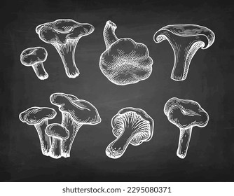 Chanterelles mushrooms set. Hand drawn chalk sketches on blackboard background.