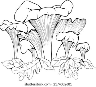 Chanterelles mushrooms vector illustration for any use