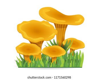 chanterelles mushrooms. vegetable healthy food. mushrooms isolated on white background. Vector cartoon close-up illustration.