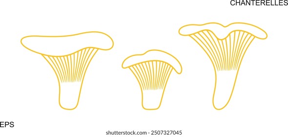 Chanterelles outline. Isolated chanterelles on white background