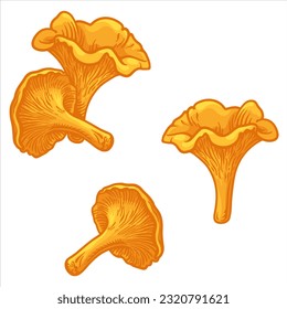 Chanterelles. Vector illustration of chanterelle mushroom in cartoon style.