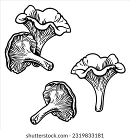 Chanterelles. Vector illustration of chanterelle mushrooms.