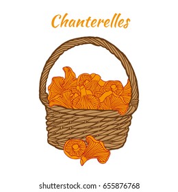 Chanterelles in a wicker basket. Colored hand drawn vector illustration