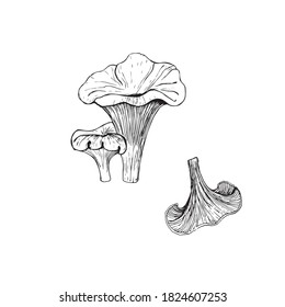 Chanterelle.Sketch of a chanterelle mushroom. Isolated on a white background