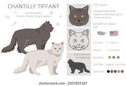 Chantilly Tiffany Cat clipart. All coat colors set.  All cat breeds characteristics infographic. Vector illustration