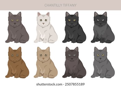 Chantilly Tiffany Cat clipart. All coat colors set.  All cat breeds characteristics infographic. Vector illustration