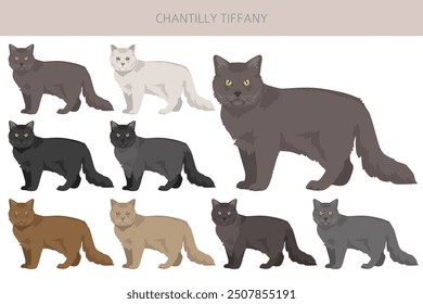 Chantilly Tiffany Cat clipart. All coat colors set.  All cat breeds characteristics infographic. Vector illustration