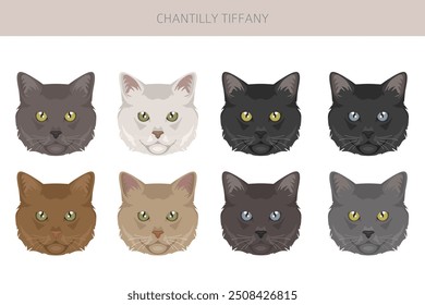 Chantilly Tiffany Cat clipart. All coat colors set.  All cat breeds characteristics infographic. Vector illustration