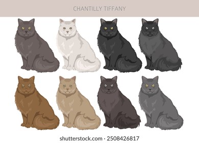 Chantilly Tiffany Gato clipart. Todas as cores do casaco definido.  Todas as raças de gato características infográfico. Ilustração vetorial