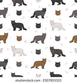 Chantilly Tiffany Cat seamless pattern. All coat colors set.  All cat breeds characteristics infographic. Vector illustration