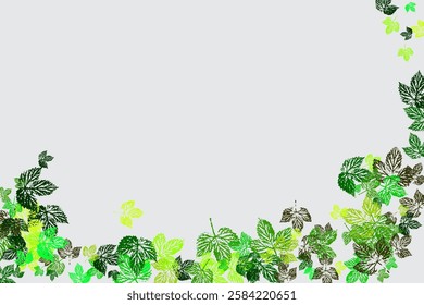 Chaotic Leaf On White Background.  Autumn maple and oak leaves.