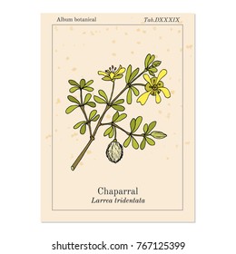 Chaparral (Larrea tridentata), or creosote bush, greasewood, medicinal plant. Hand drawn botanical vector illustration