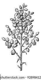 Chaparral yucca, common yucca, Hesperoyucca whipplei, Yucca whipplei, our Lord's candle, Spanish bayonet, Quixote yucca. Dictionary of words and things - Larive and Fleury - 1895