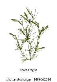 Chara fragilis - a genus of charophyte green algae. Hand drawn vector illustration