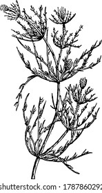 Chara is a genus of charophyte green algae in the family Characeae, grow in slow streams rooting in the ground and growing erect, when taken out of the water emits a disagreeable odour, vintage